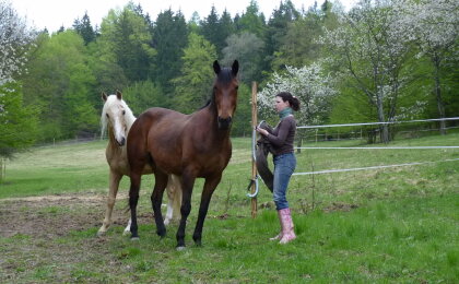 Koníci Vendulka & Megan